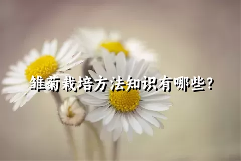 雏菊栽培方法知识有哪些？