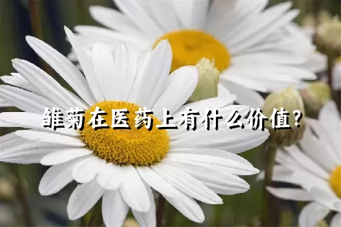 雏菊在医药上有什么价值？