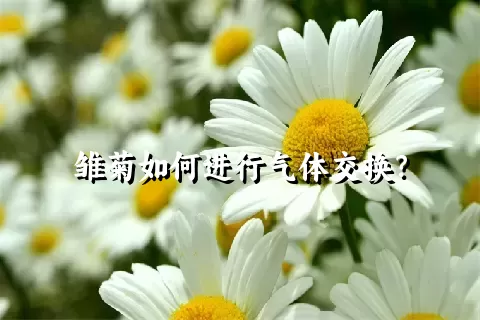 雏菊如何进行气体交换？