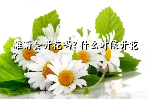 雏菊会开花吗？什么时候开花？