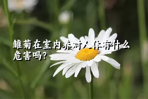 雏菊在室内养对人体有什么危害吗？