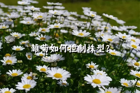 雏菊如何控制株型？