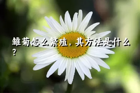 雏菊怎么繁殖，其方法是什么？