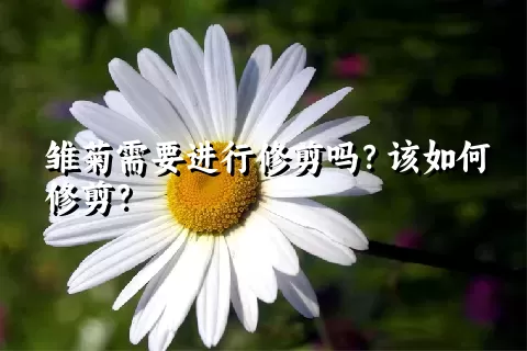 雏菊需要进行修剪吗？该如何修剪？