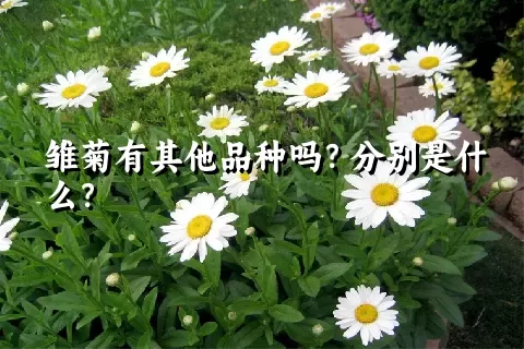 雏菊有其他品种吗？分别是什么？