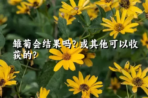 雏菊会结果吗？或其他可以收获的？