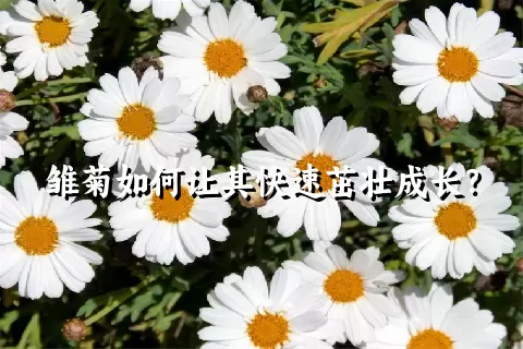 雏菊如何让其快速茁壮成长？