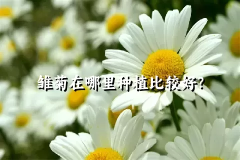 雏菊在哪里种植比较好？