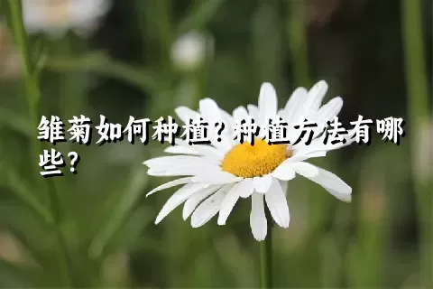 雏菊如何种植？种植方法有哪些？