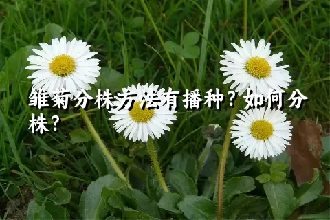 雏菊分株方法有播种？如何分株？