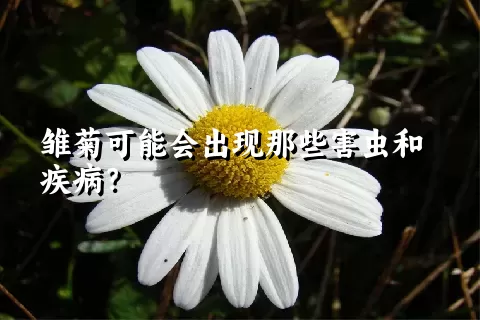 雏菊可能会出现那些害虫和疾病？