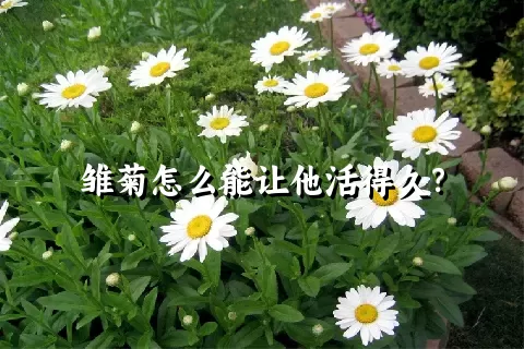 雏菊怎么能让他活得久？