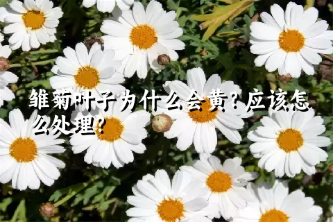 雏菊叶子为什么会黄？应该怎么处理？