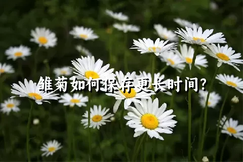 雏菊如何保存更长时间？