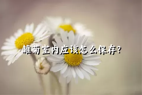 雏菊室内应该怎么保存？