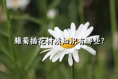 雏菊插花材质知识有哪些？