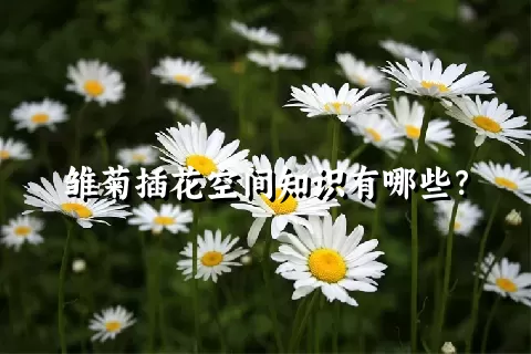 雏菊插花空间知识有哪些？