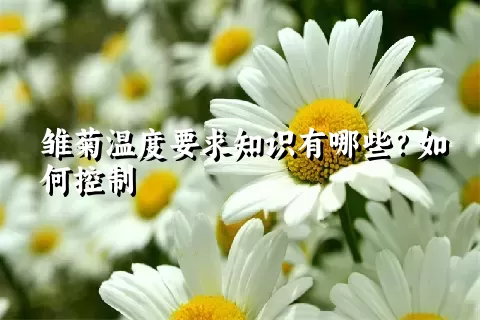 雏菊温度要求知识有哪些？如何控制