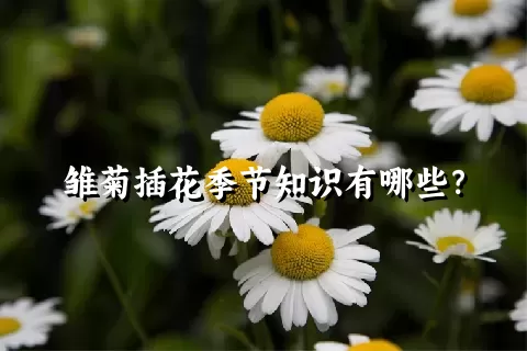 雏菊插花季节知识有哪些？