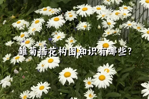 雏菊插花构图知识有哪些？