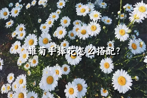 雏菊手捧花怎么搭配？