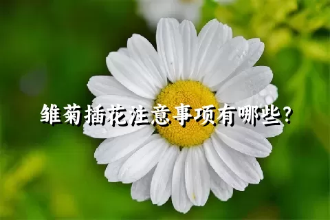 雏菊插花注意事项有哪些？