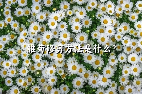 雏菊修剪方法是什么？