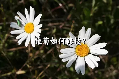 雏菊如何修枝？