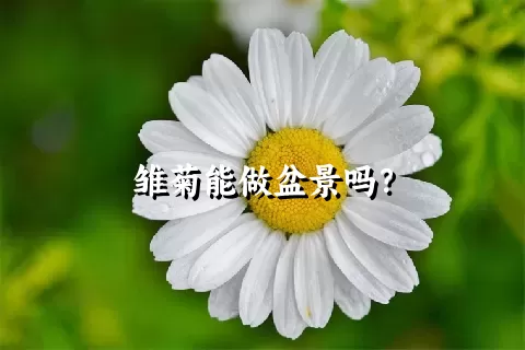 雏菊能做盆景吗？