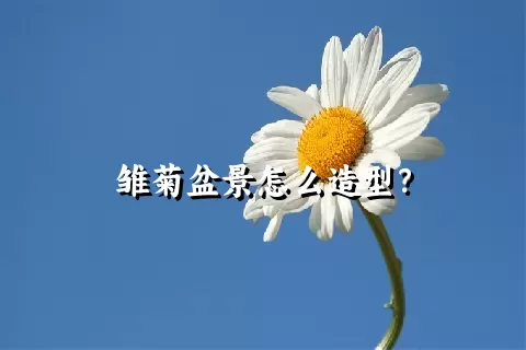 雏菊盆景怎么造型？