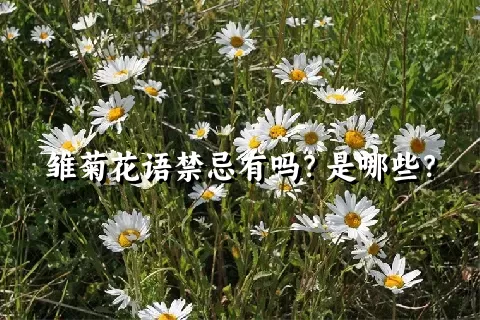 雏菊花语禁忌有吗？是哪些？