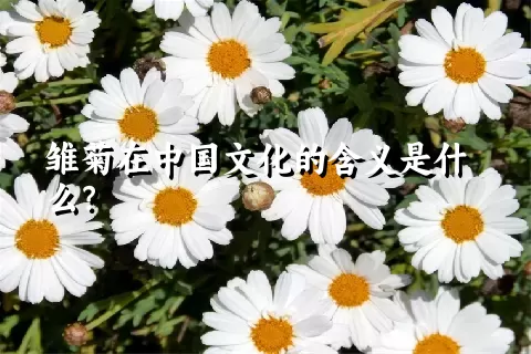 雏菊在中国文化的含义是什么？