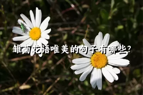 雏菊花语唯美的句子有哪些？