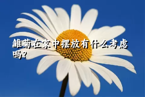 雏菊在家中摆放有什么考虑吗？