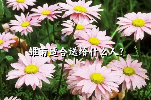 雏菊适合送给什么人？