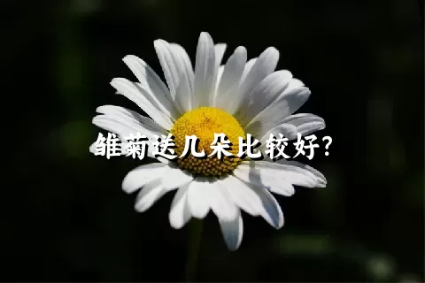 雏菊送几朵比较好？