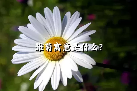 雏菊寓意是什么？