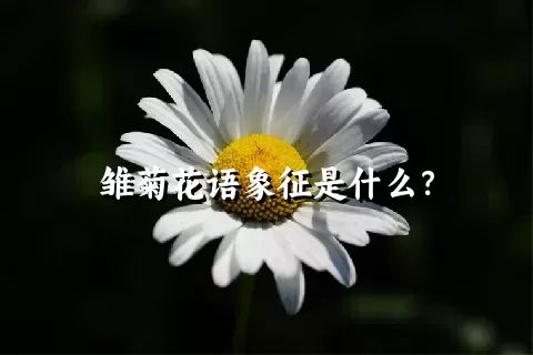 雏菊花语象征是什么？