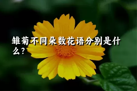 雏菊不同朵数花语分别是什么？