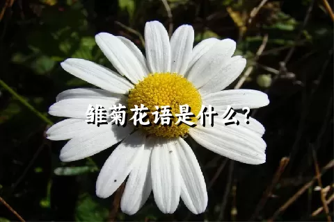 雏菊花语是什么？