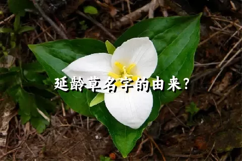 延龄草名字的由来？