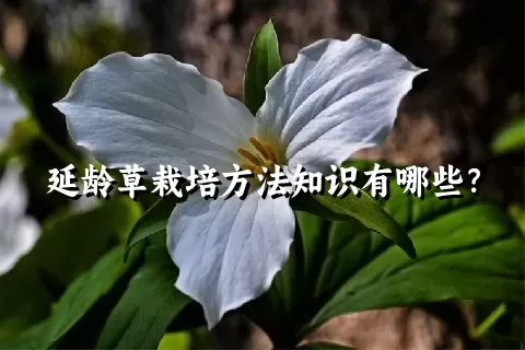 延龄草栽培方法知识有哪些？