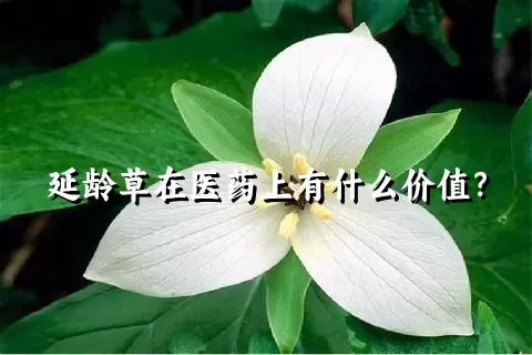 延龄草在医药上有什么价值？