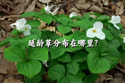 延龄草分布在哪里?