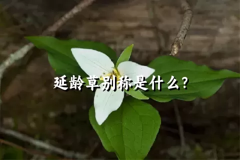 延龄草别称是什么？