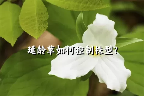 延龄草如何控制株型？