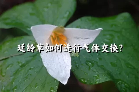 延龄草如何进行气体交换？