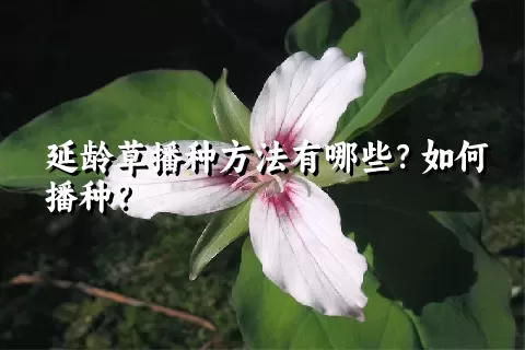 延龄草播种方法有哪些？如何播种？