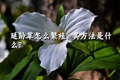 延龄草怎么繁殖，其方法是什么？