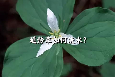 延龄草如何浇水？